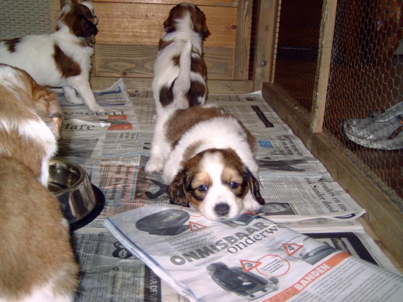 Puppies
